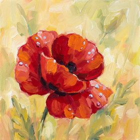 Rote Mohnblüte mit Morgentau