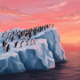 Colonie de manchots sur iceberg