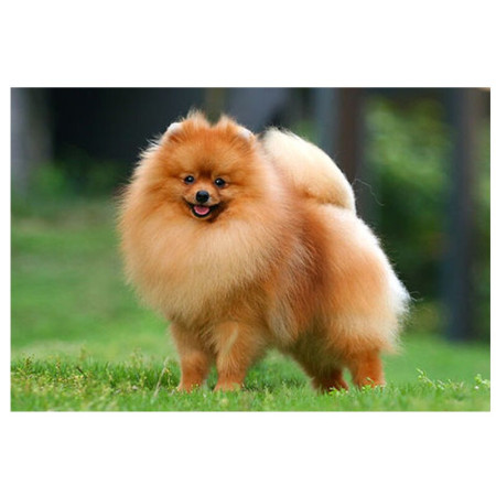  Adorabile Pomerania Diamond Painting Cani