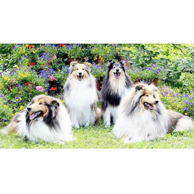  Famiglia di Collie in giardino Diamond Painting Cani