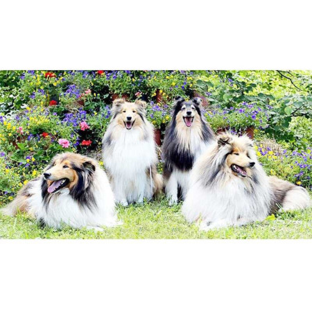  Collie-familie in de tuin Diamond Painting Honden