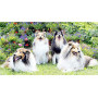  Collie-familie in de tuin Diamond Painting Honden