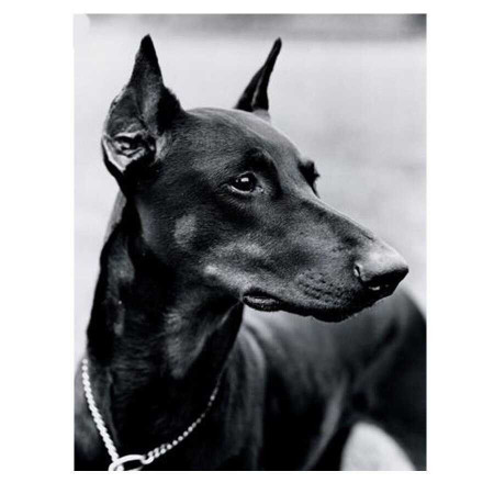  Dobermann, trotse blik Diamond Painting Honden