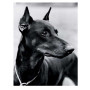  Dobermann, trotse blik Diamond Painting Honden
