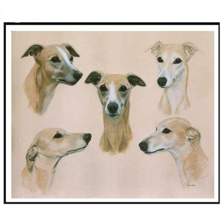  Greyhound Study Diamond Painting Dogs