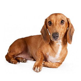  Portrait of the Endearing Dachshund Diamond Painting Dogs