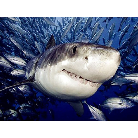  Weißer Hai Diamond Painting Fische