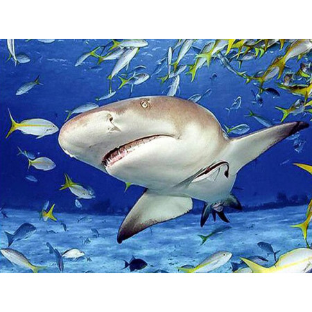  Shark and School of Fish Diamond Painting Fish