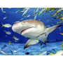  Hai und Fischschwarm Diamond Painting Fische