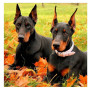  Duo de Dobermans en Automne Diamond Painting Chiens