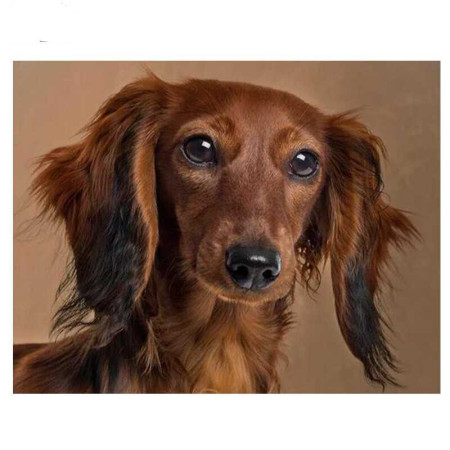  3D Dachshund Puppies Diamond Painting Dogs