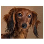  3D Dachshund Puppies Diamond Painting Dogs