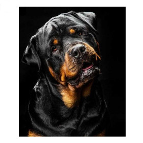  Zwarte Rottweiler Diamond Painting Honden
