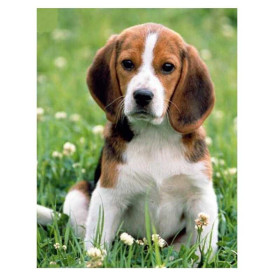  Schattige Beagle-puppy in de klaver Diamond Painting Honden
