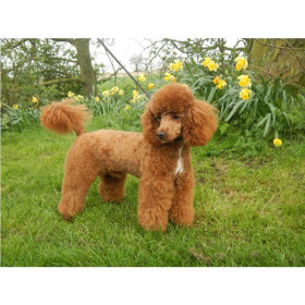  Caniche Abricot au Printemps Diamond Painting Chiens