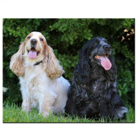  Duo de Cockers Anglais Diamond Painting Chiens