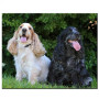 Diamantmalerei – English Cocker Spaniel Duo Diamond Painting Hunde