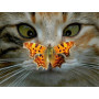  La Visite Inattendue Diamond Painting Chats