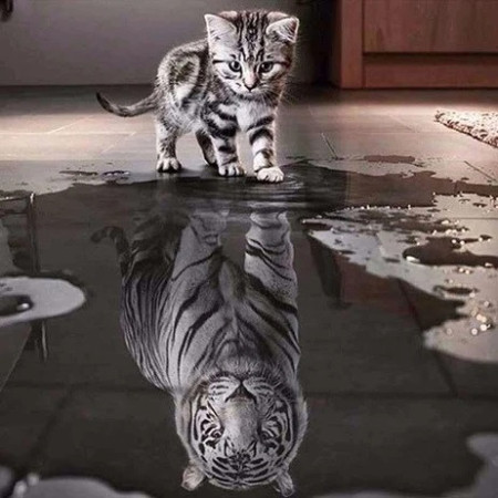  L'Âme du Tigre Diamond Painting Chats