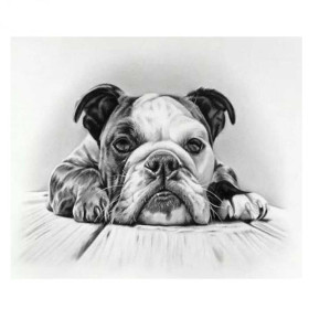  Bulldog Anglais, Portrait au Crayon Diamond Painting Chiens