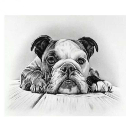  Bulldog Anglais, Portrait au Crayon Diamond Painting Chiens