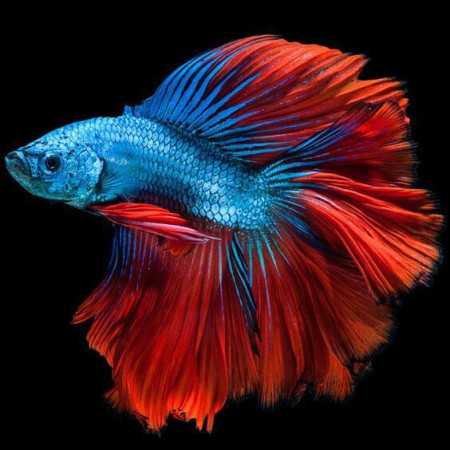  Pesce combattente blu e rosso Diamond Painting Pesci