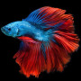  Blauer und roter Kampffisch Diamond Painting Fische