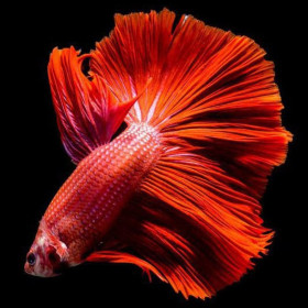  Pesce combattente rosso intenso Diamond Painting Pesci