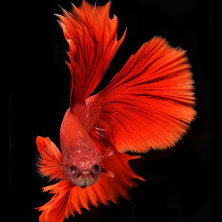 Flammender Kampffisch Diamond Painting Fische