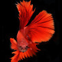  Blazing Fighting Fish Diamond Painting Fish