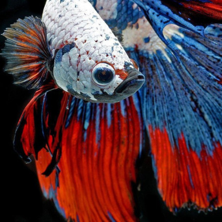  Dreifarbiger Kampffisch Diamond Painting Fische