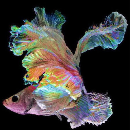  Galaktischer Kampffisch Diamond Painting Fische