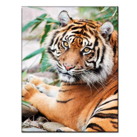 Diamantmalerei Tiger, wilder Look Diamond Painting Sets Löwen & Tiger