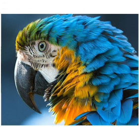  Ara Parrot Portrait Bird Diamond Painting
