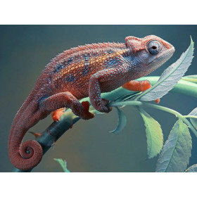  3D Chameleon Series B Diamond Painting Chameleons