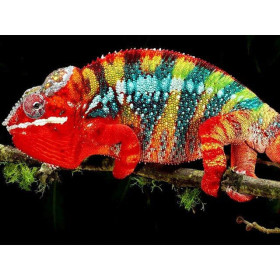  Chameleon 3D Serie E Diamantschilderkameleons