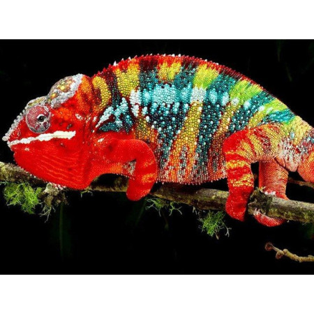  Chameleon 3D Serie E Camaleonti che dipingono diamanti