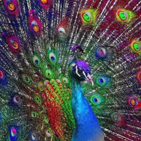  Pfau: Der majestätische Regenbogen Diamond Painting Pfauen