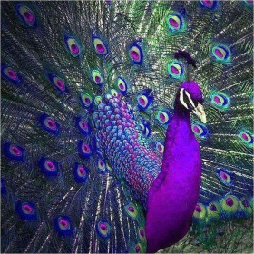  Pfau: Die Purpurne Majestät Diamond Painting Pfauen