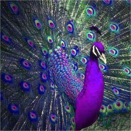 La Majesté Pourpre Diamond Painting Paons