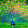  Paon Majestueux Diamond Painting Paons