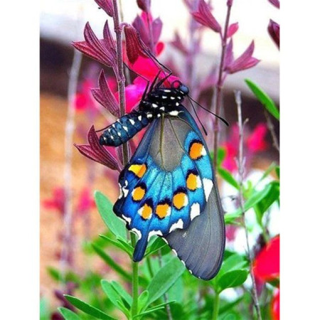  Papillon: L'Éclat des Sages Butterfly Diamond Painting