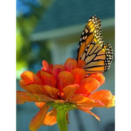  Le Monarque Solaire Diamond Painting Papillons