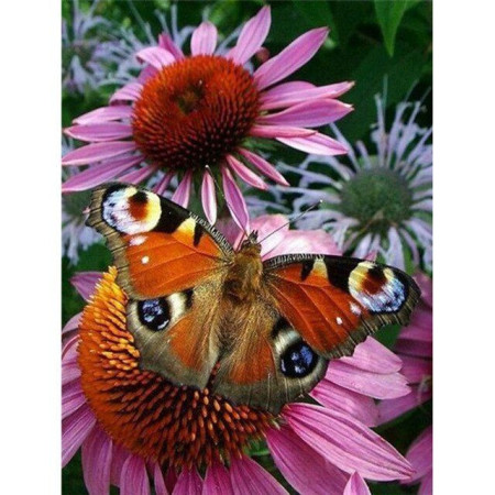  Papillon: il pavone del giorno Diamond Painting Farfalle