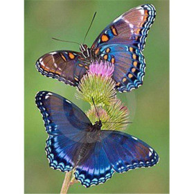  Schmetterlinge : Das Saphir-Duo Diamond Painting Schmetterlinge