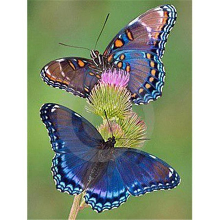  Butterflies : The Sapphire Duo Butterfly Diamond Painting