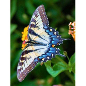  Schmetterling: Der Monarch Blau und Gold Diamond Painting Schmetterlinge