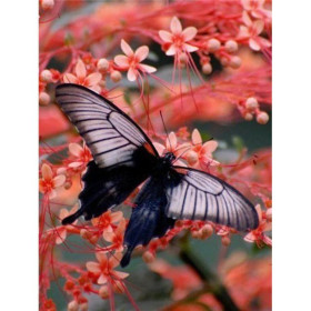  Farfalla in bianco e nero su fiori rosa Diamond Painting Farfalle