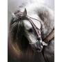  Horse: L'elegante Destriero Diamond Painting Cavalli