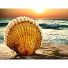  Beach Shell Series B Diamond Painting Sea & Shell